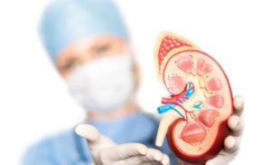 Enfermera mostrando un riñón de plástico mostrando insuficiencia renal.