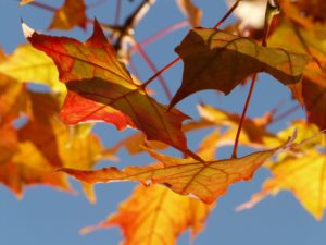 Imagen de hojas de un árbol en otoño.
