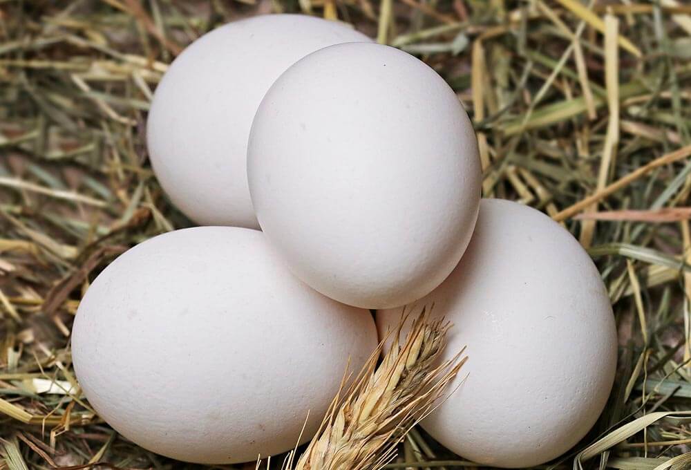Huevos de color blanco.