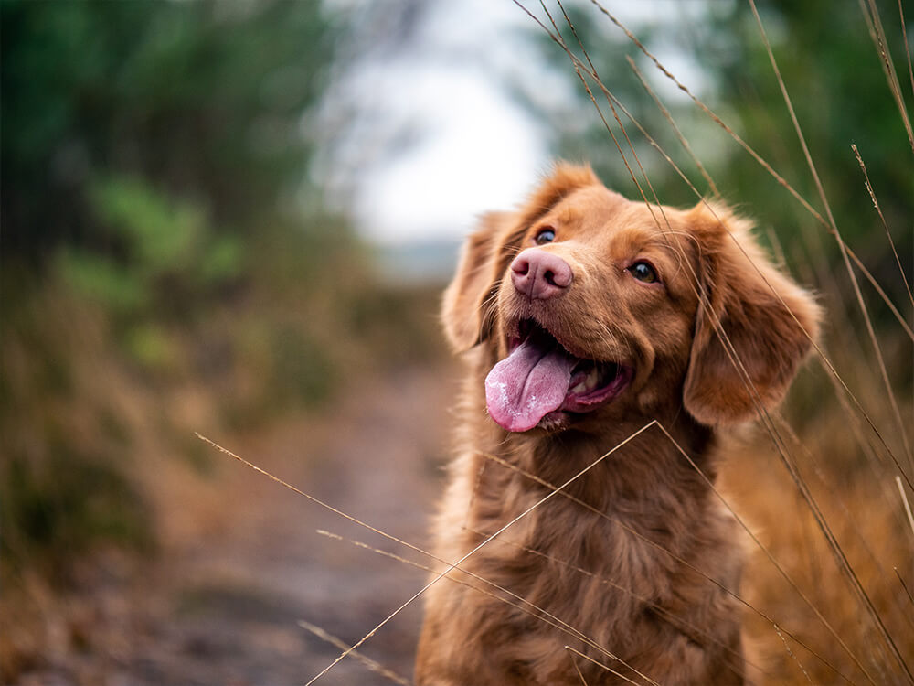 primer plano de un perro marrón feliz. 