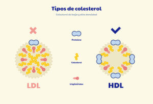 Ilustración de los tipos de colesterol