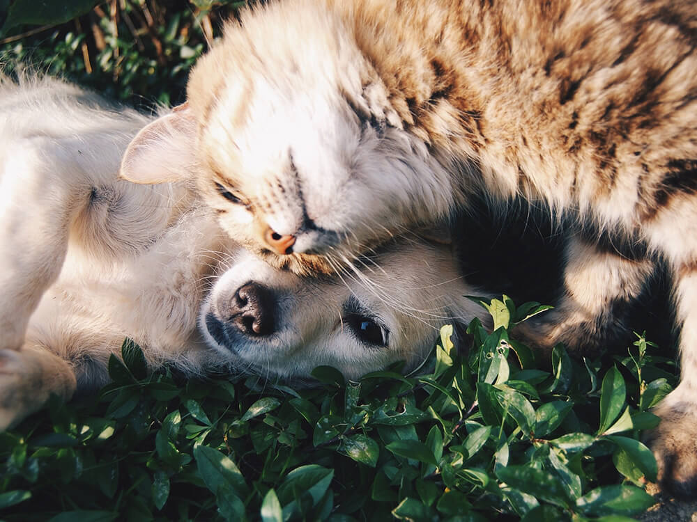 Foto de un perro y un gato con las cabezas juntas.