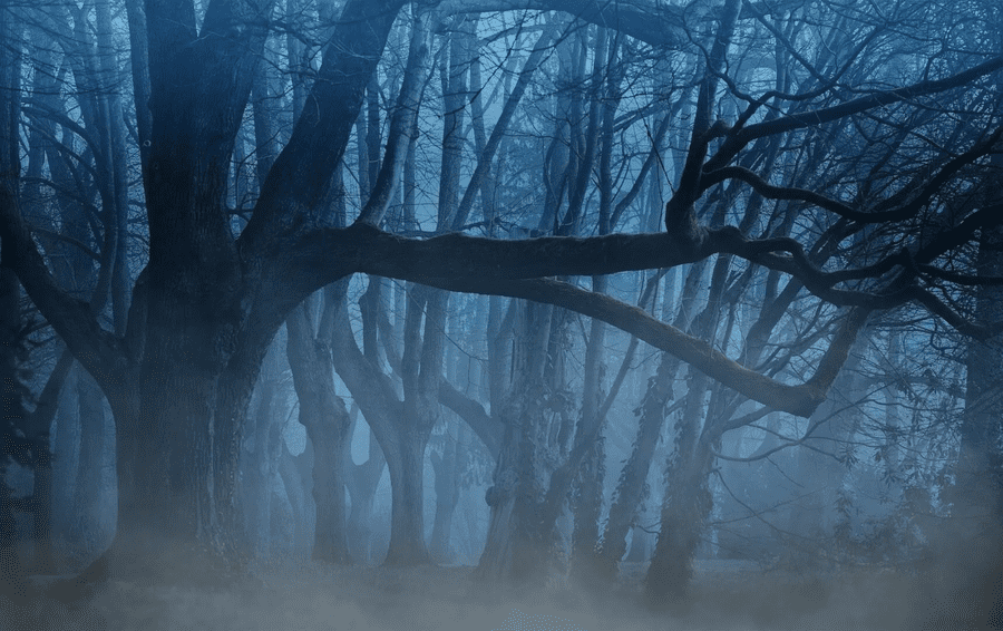 En la imagen aparece un bosque oscuro y vacío para ilustrar imágenes a personas que padecen de nictofobia.