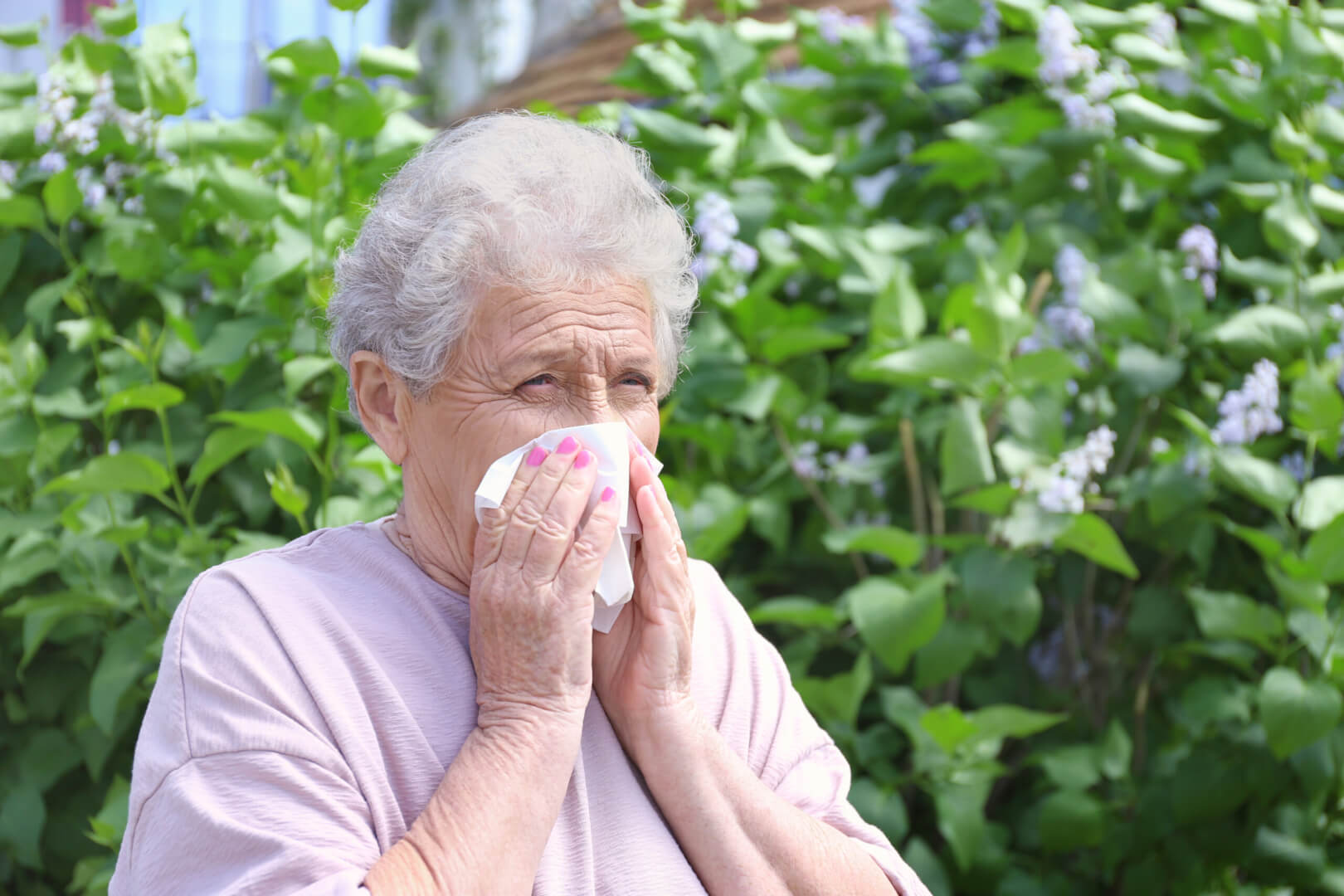 Una mujer mayor se suena la nariz ante un ataque de estornudo provocado por la alergia de primavera. 