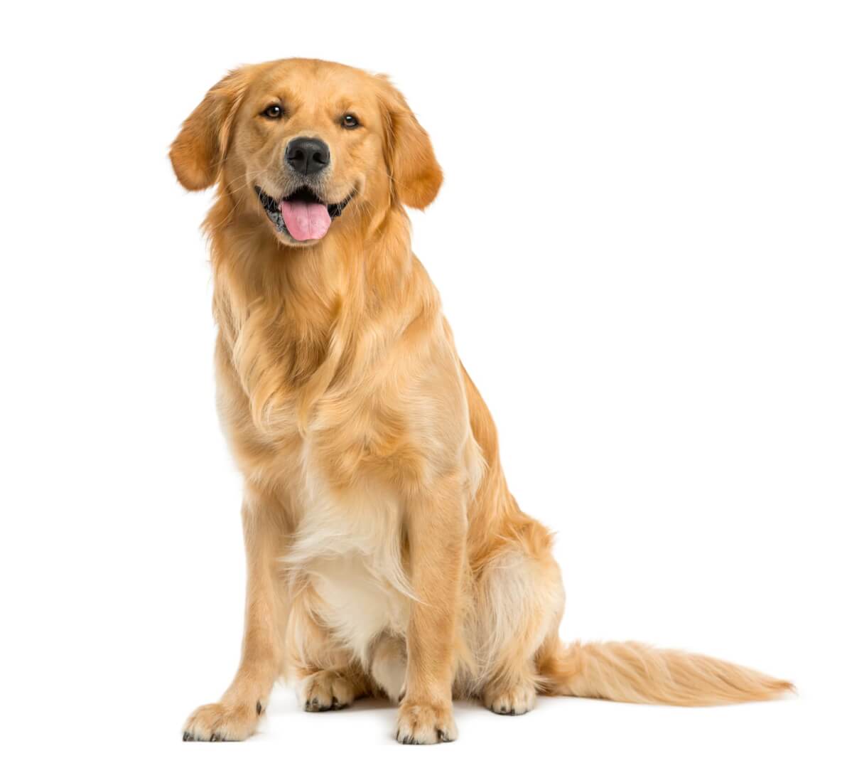Una imagen de un perro, un Golden Retriever de frente. 