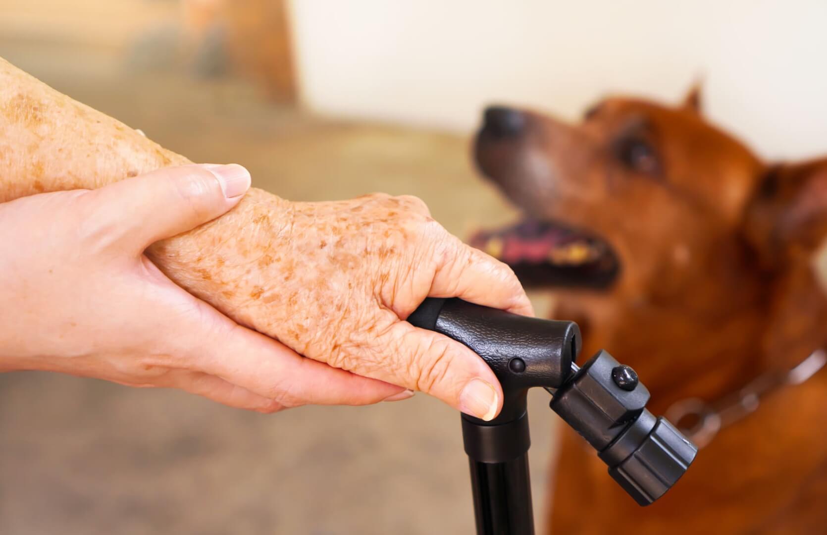 Un plano detalle de una cuidadora sosteniendo la mano de una anciana con un perro al lado de ellas. 