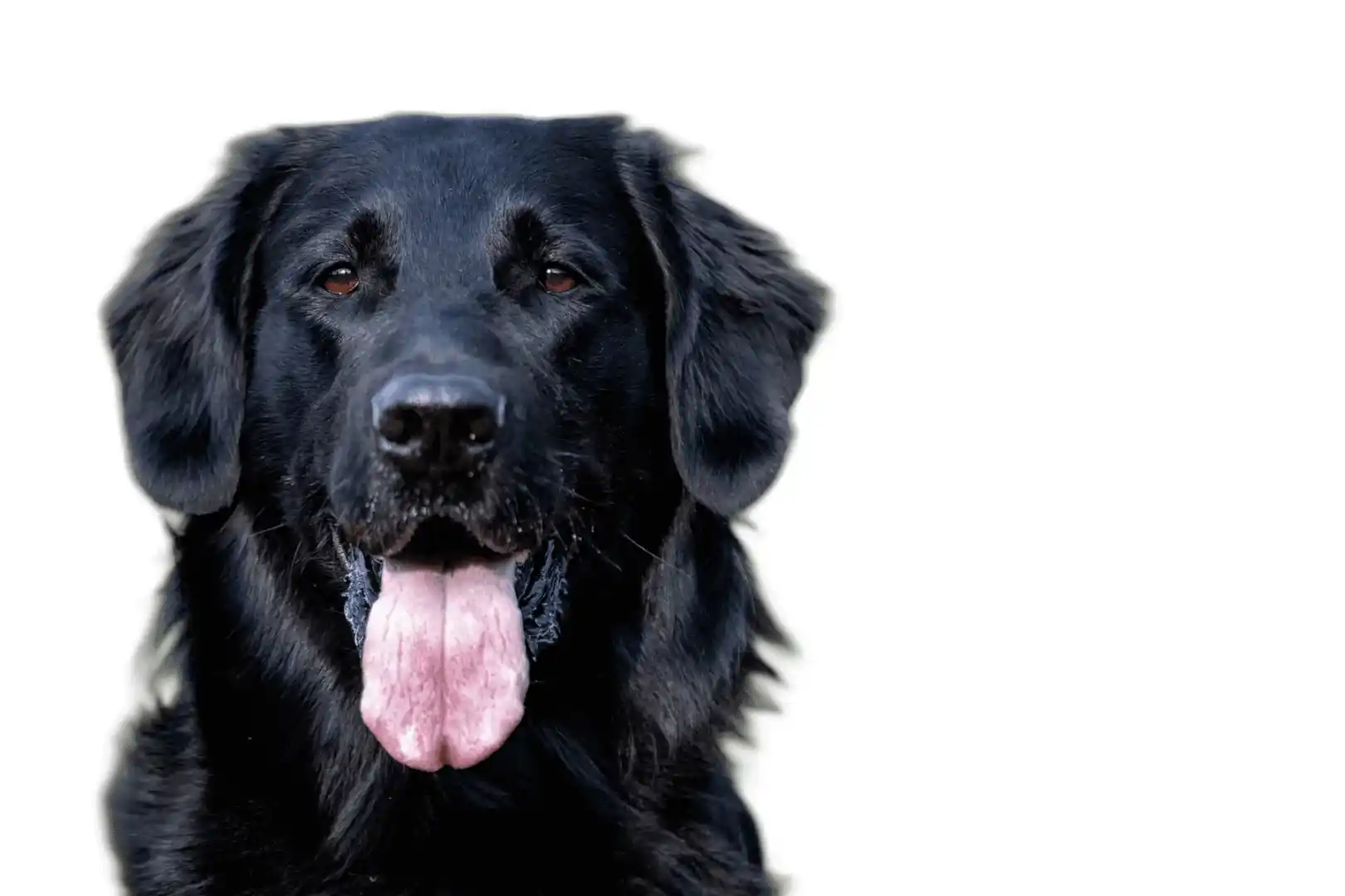 Un perro flat-coated alegre con la lengua fuera.