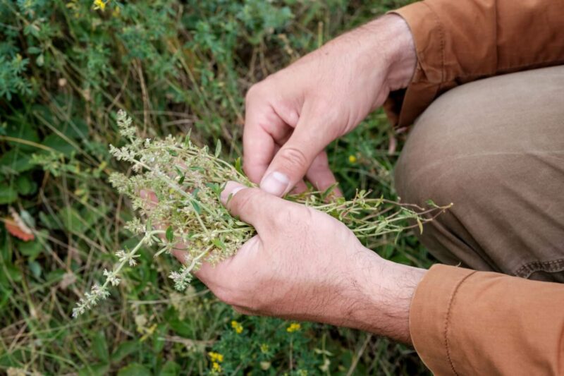 Un plano detalle de unas manos de un anciano recogiendo unas hierbas del campo. 