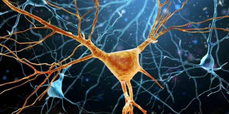 COnexiones neuronales dañadas por ELA