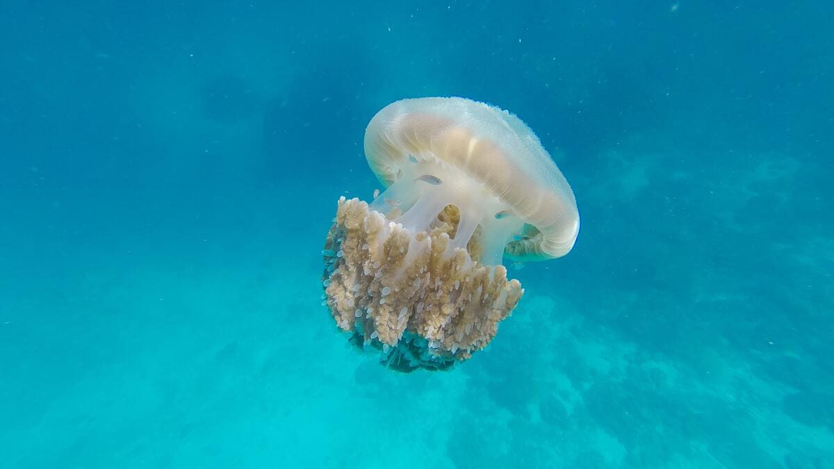 Una medusa en el mar