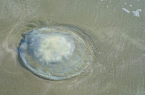 Una medusa muerta en la orilla de la playa.
