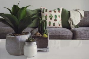 Plantas de interior sobre una mesa.