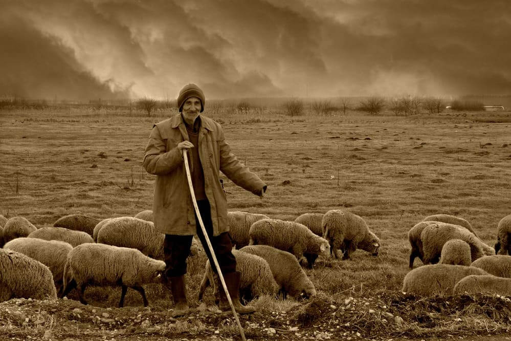 Un hombre de edad avanzada siendo pastor de un rebaño de ovejas. 