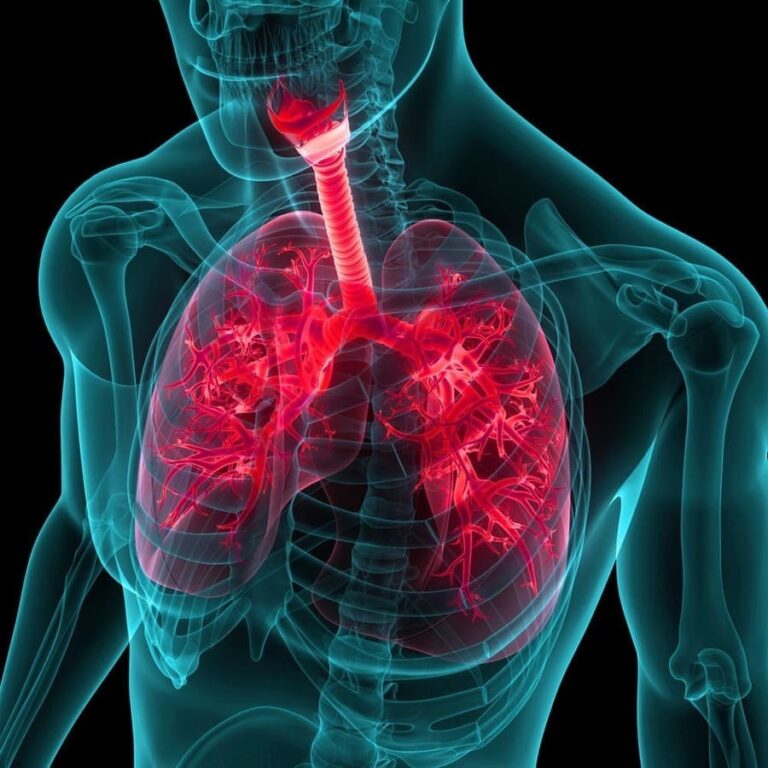 Una imagen en 3D de unos pulmones de un cuerpo humano.