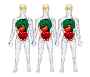 Tres cuerpos humanos en 3D a quienes se les ven los órganos internos.