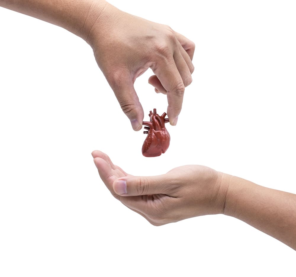 Una imagen de dos manos en la que una le entrega a otra un corazón de órgano de juguete. 