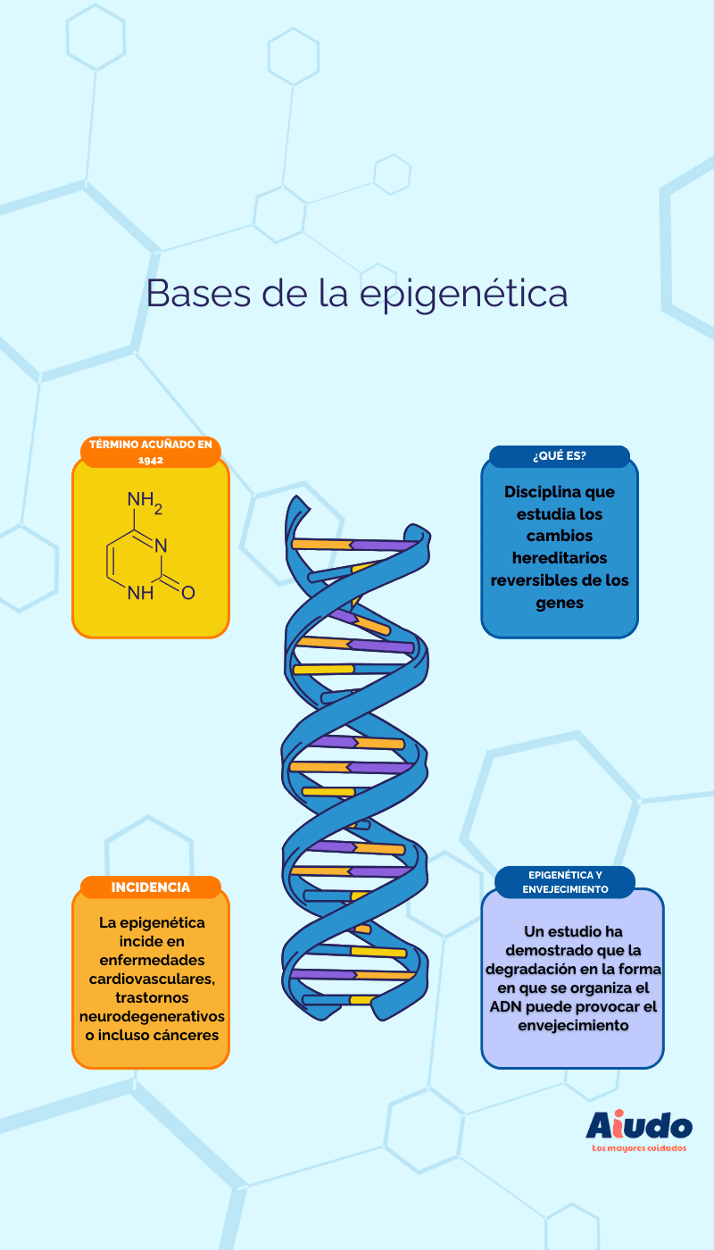 Una infografía que detalla las bases de la epigenética, desde su año de conocimiento, pasando por qué es y su incidencia en el envejecimiento.