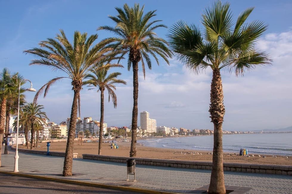 Una fotografía panorámica de la Playa Norte de Peñíscola, con las palmeras situadas en su paseo marítimo. 