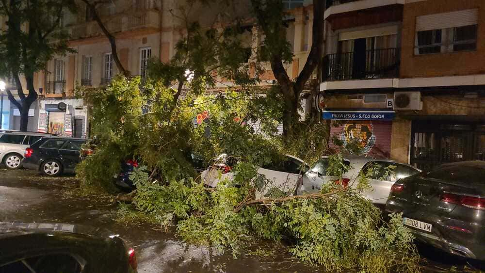 Un árbol desprendido en el suelo en una calle de una ciudad por la noche tras un temporal de lluvias. 