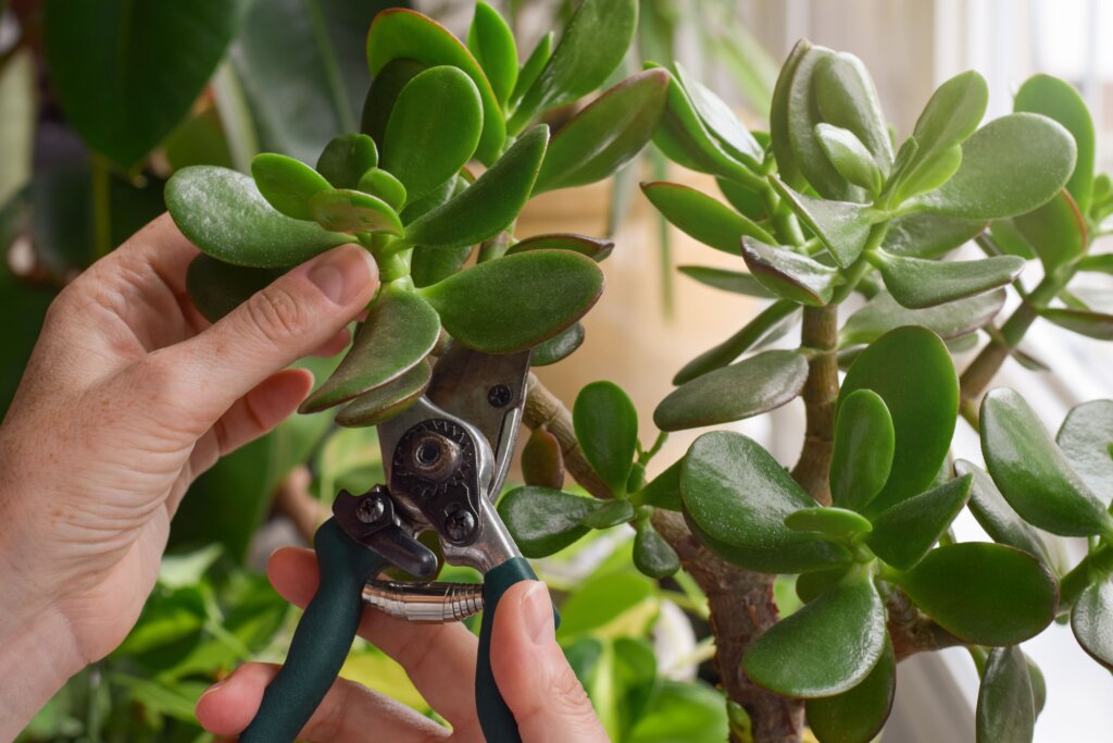 Poda de la planta de Jade Unas manos en primer plano podando con unas tijeras de jardinería una rama de la planta de Jade.
