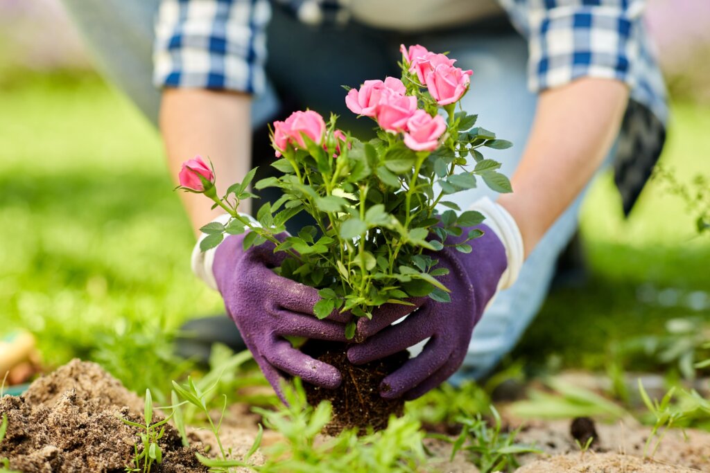 Trasplante de rosal pequeño Manos con guantes de jardinería se encuentra trasplantado un rosal joven a un suelo que se percibe repleto de cesped.