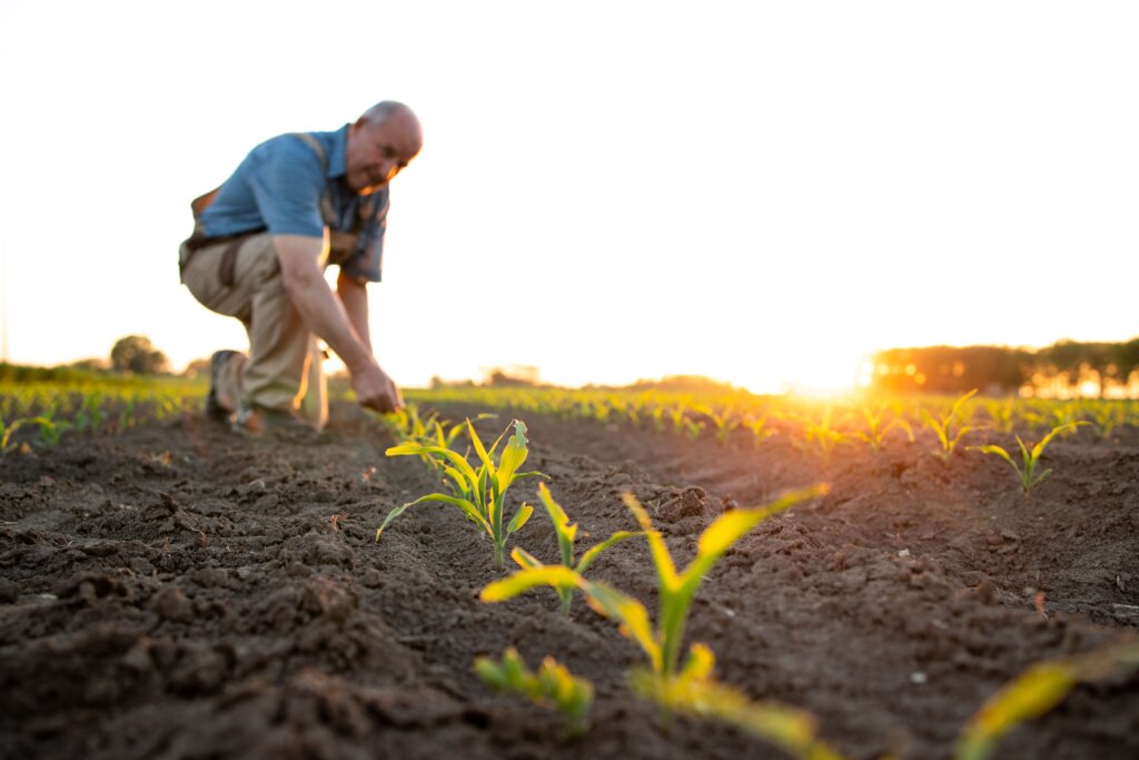persona mayor cuidando del campo persona mayor cuidando del campo con un amanecer de fondo