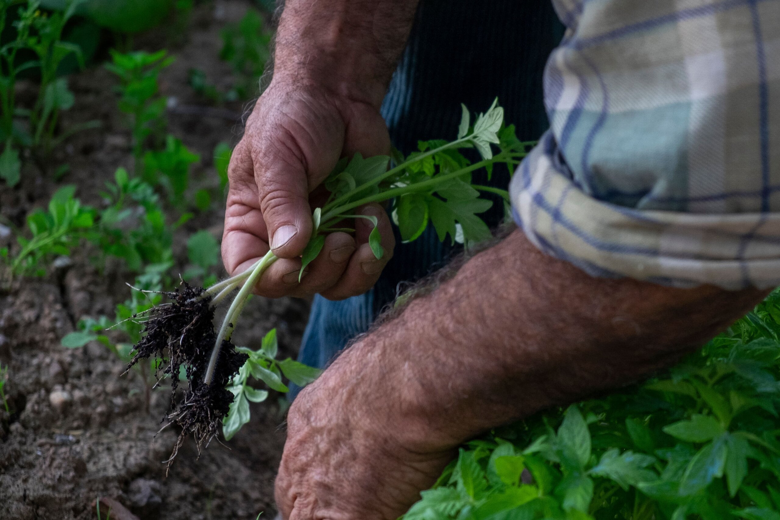 agricultor tercera edad Manos de persona mayor recogiendo hierbas del suelo del campo