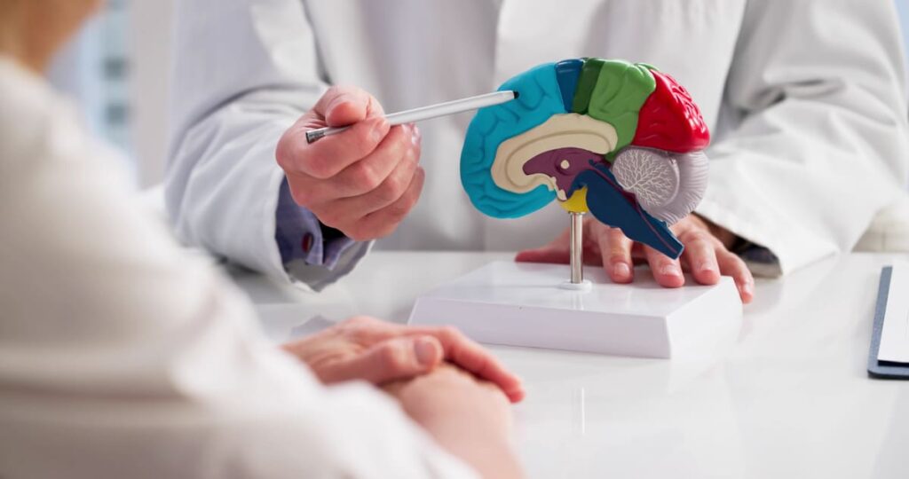 Demencia Senil Médico realizando una explicación con una maqueta del cerebro en colores